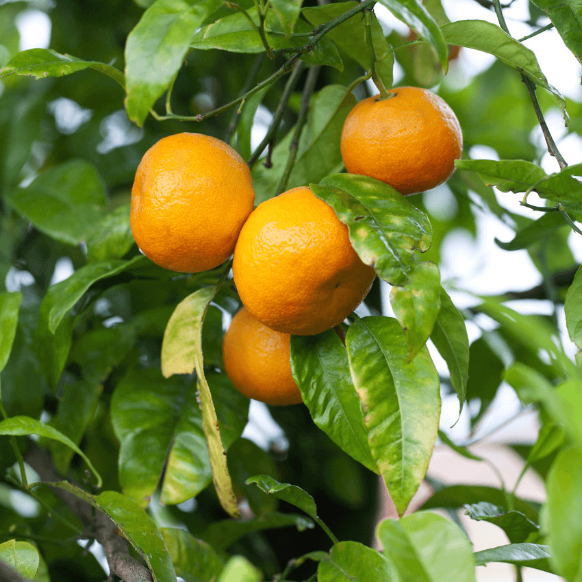 A close-up image of an Owari Satsuma Mandarin Tree with ripe oranges hanging from its branches.