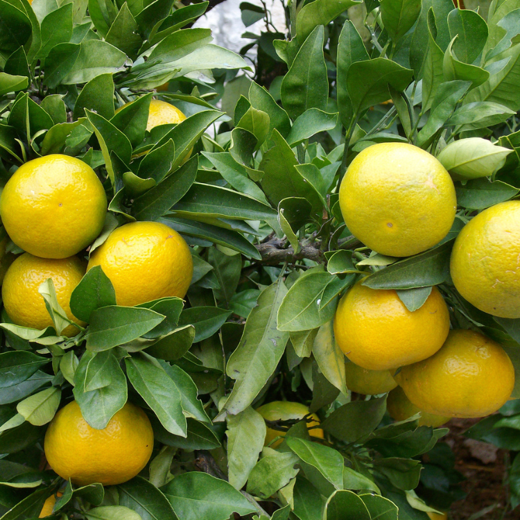 A cluster of Palestine Sweet Limes hanging from a tree branch, ready to be picked.