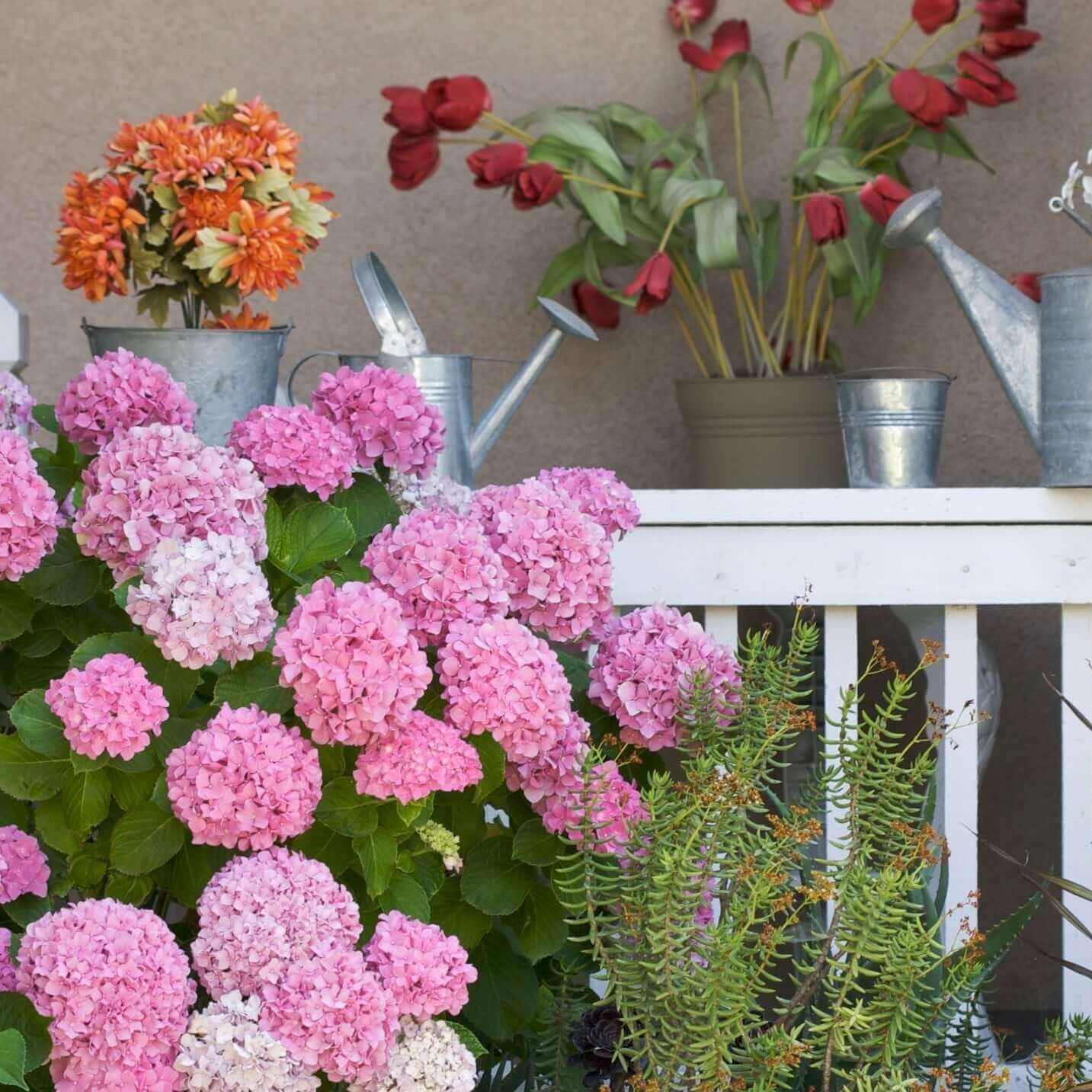 Beautiful pink flowers on a hydrangea shrub