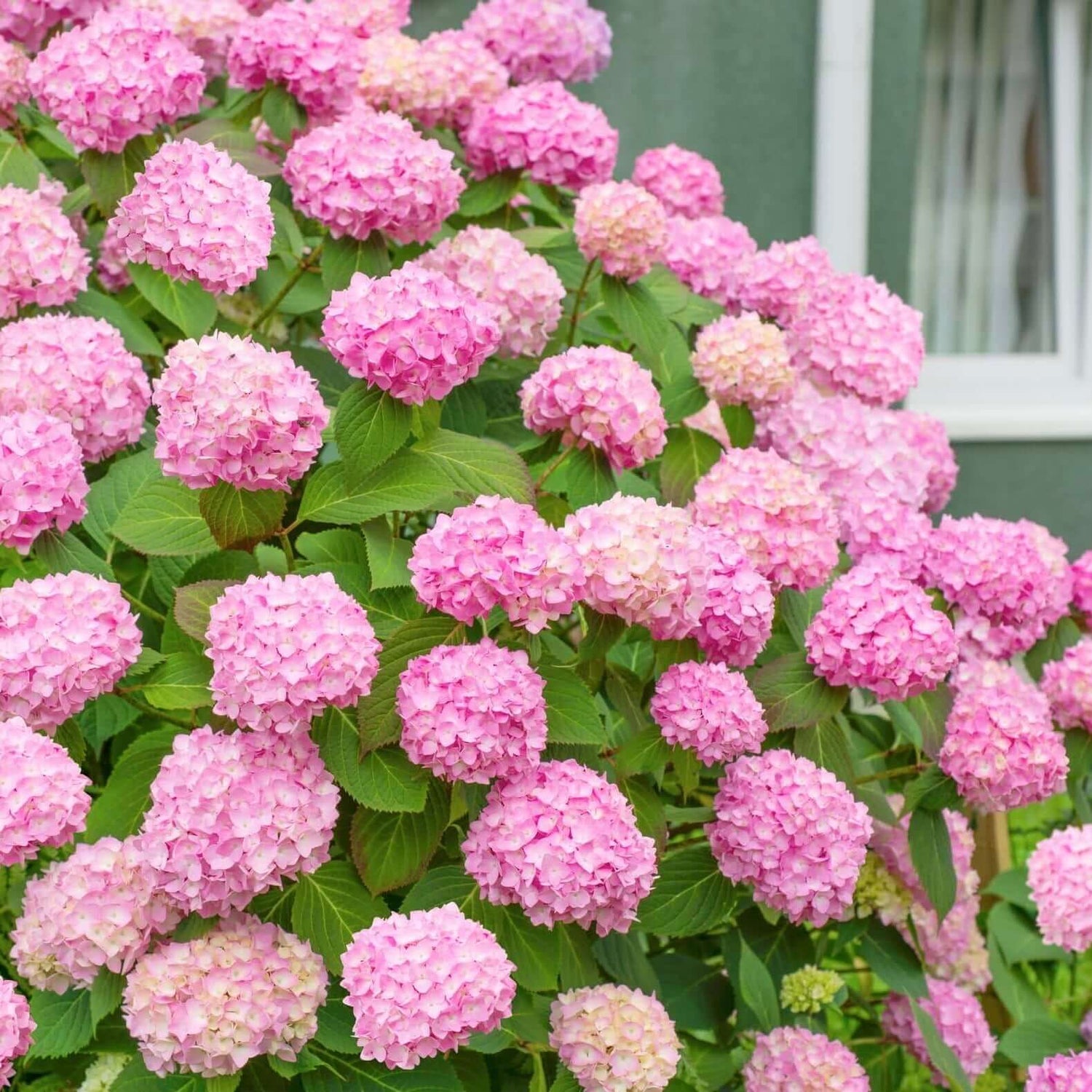 Pink Mophead Hydrangea in yard 