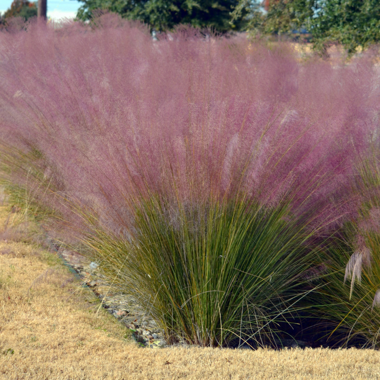 A field of Pink Muhly Grass with purple hues swaying in the wind.