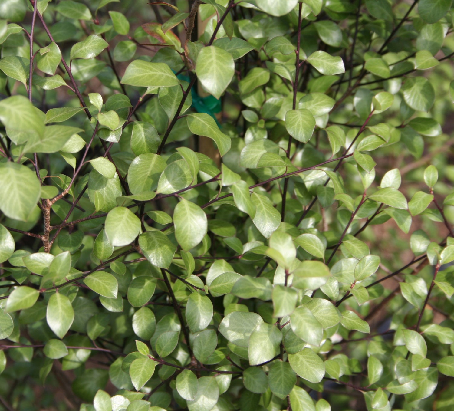 A close-up of a green bush with leaves, known as a silver sheen privacy hedge.