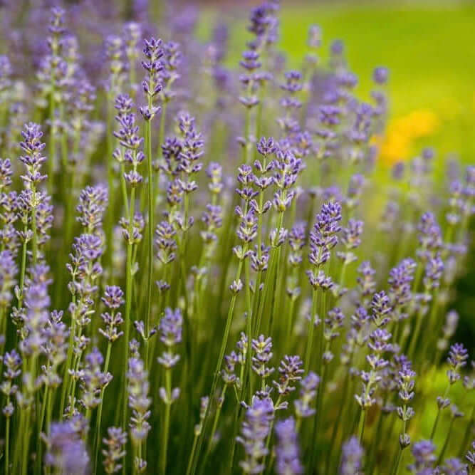 Provence lavender grown as a hedge