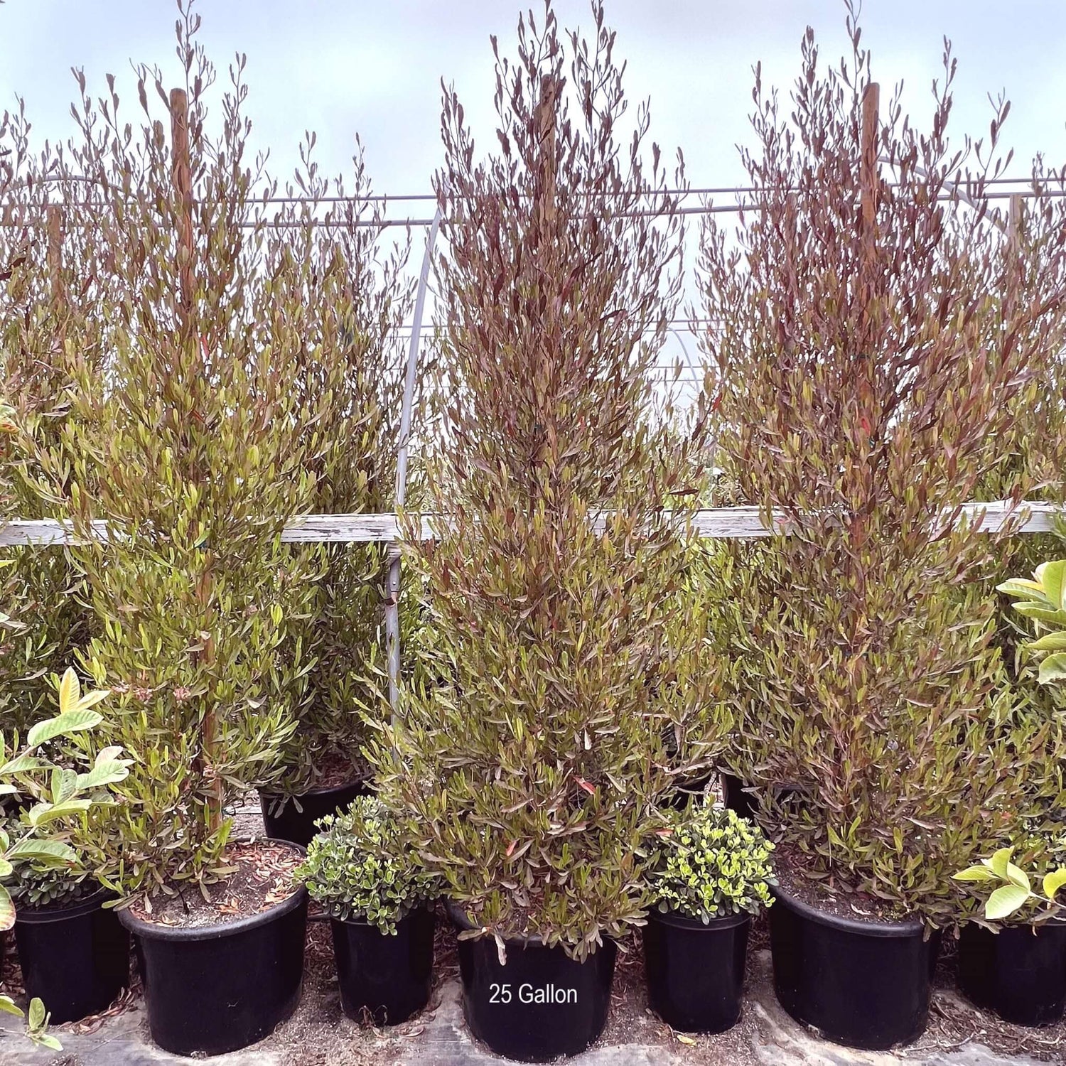 Purple Hopseed plants in containers 