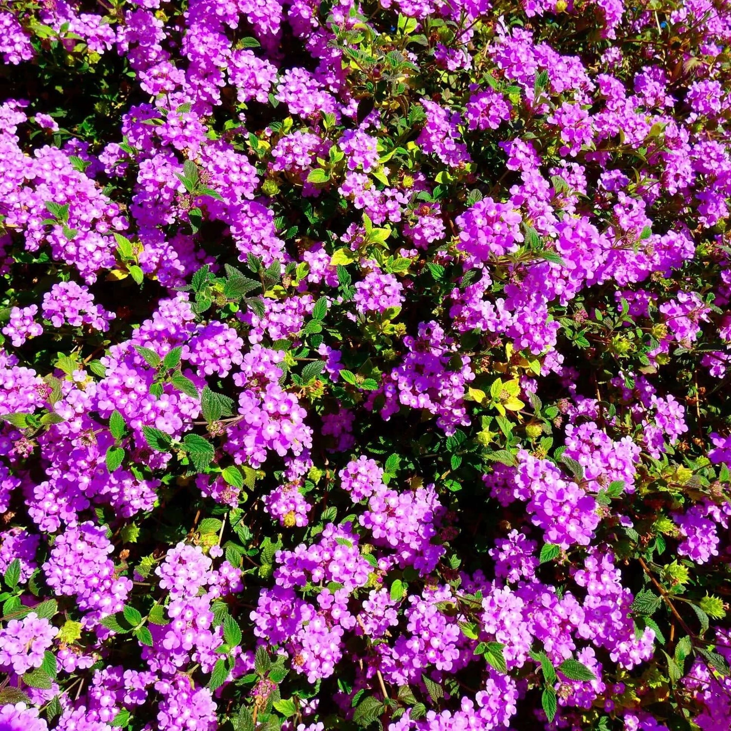 purple lantana 