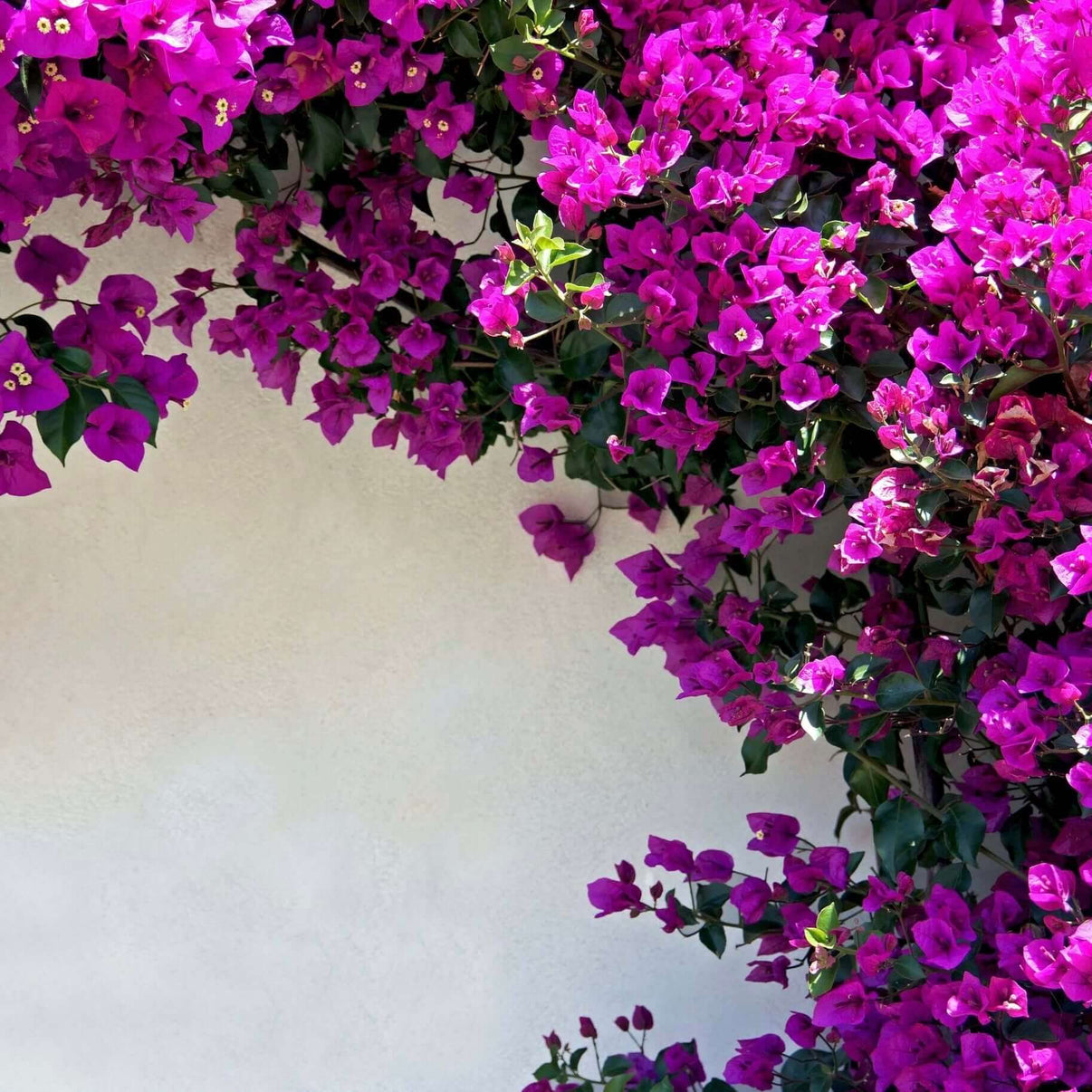 Purple Bougainvillea: A vibrant purple flower with delicate petals and green leaves, adding beauty to any garden or landscape
