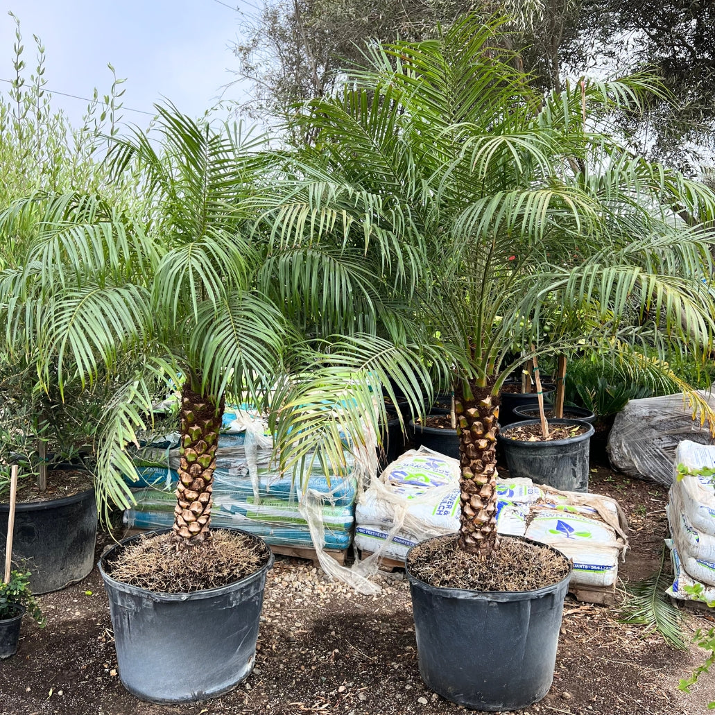 Drought tolerant Pygmy Date Palm Trees