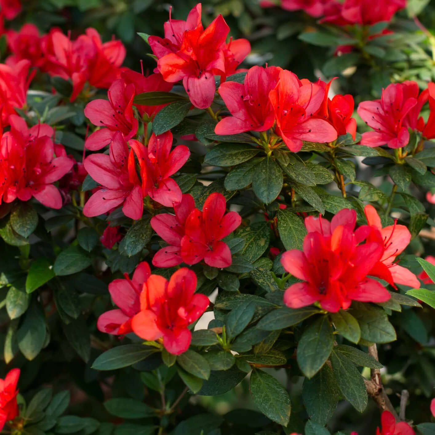 Red flowers blooming on an Azalea Red Bird