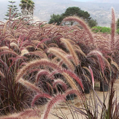 Red Fountain Grass