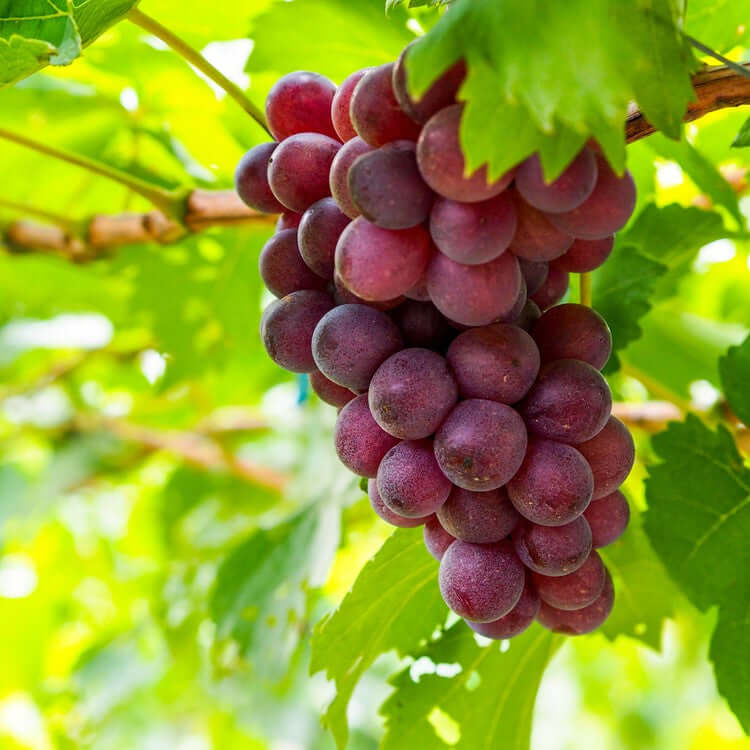 Res Seedless Table Grape growing in yard 