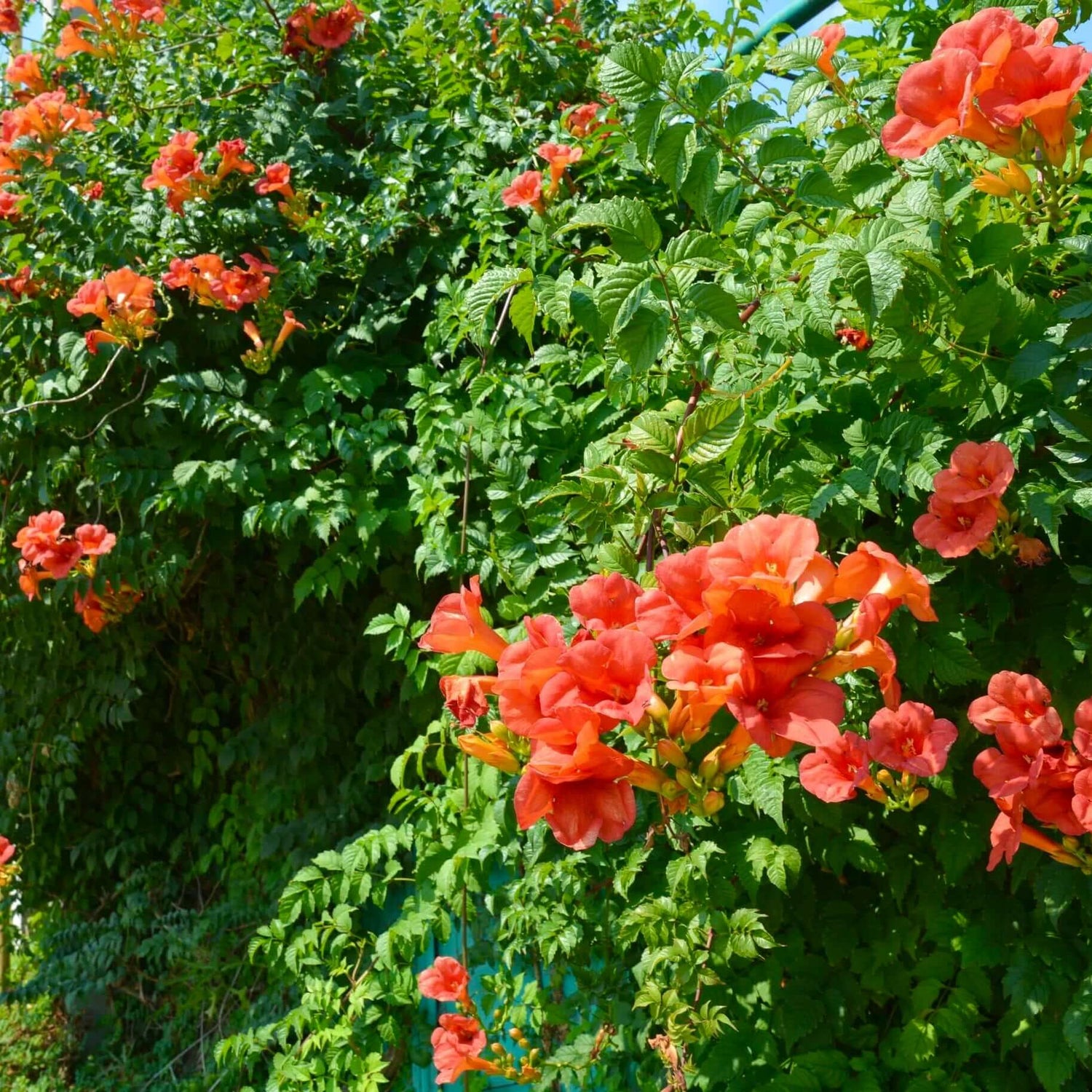 Red Trumpet Vine 