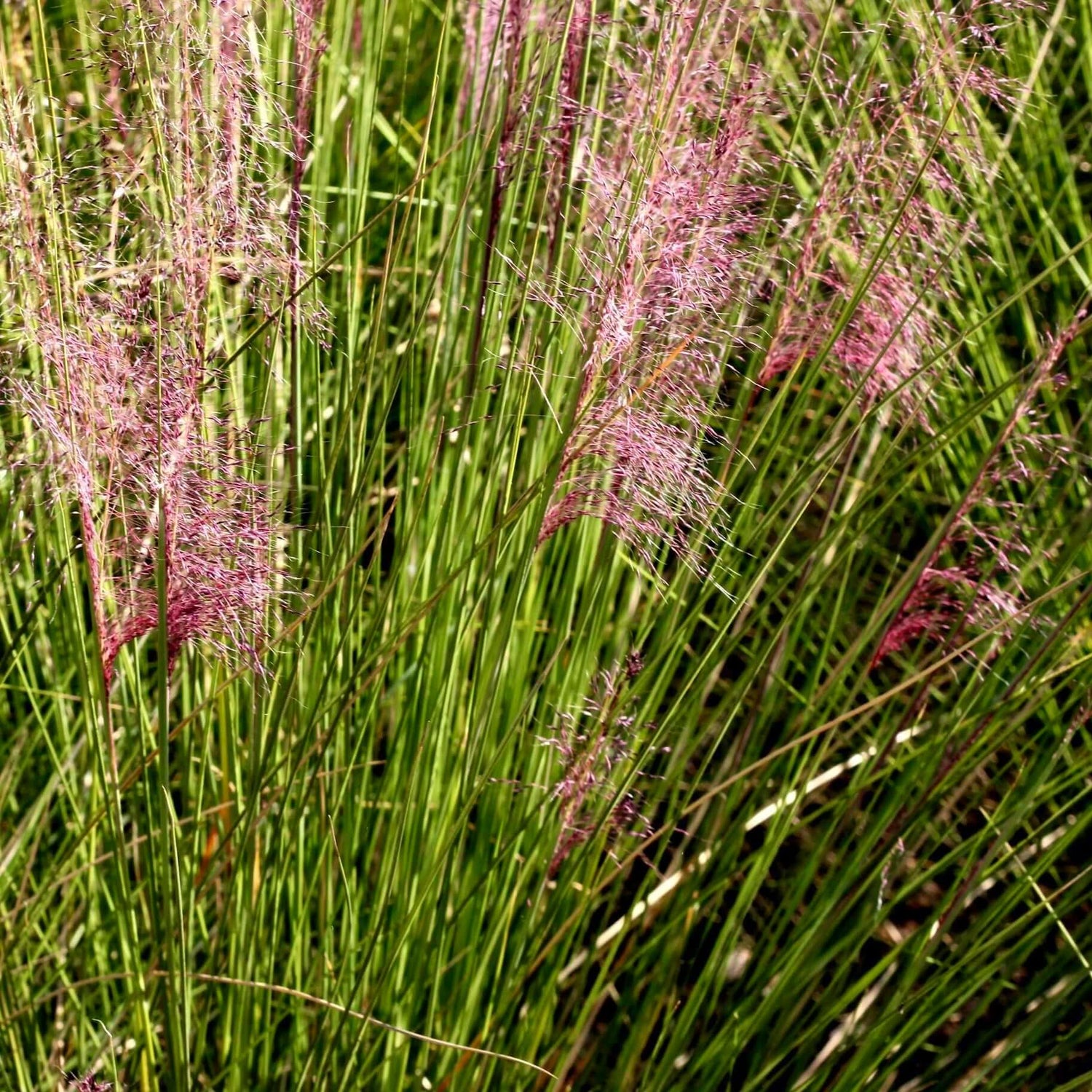 Regal Mist Pink Muhly Grass 