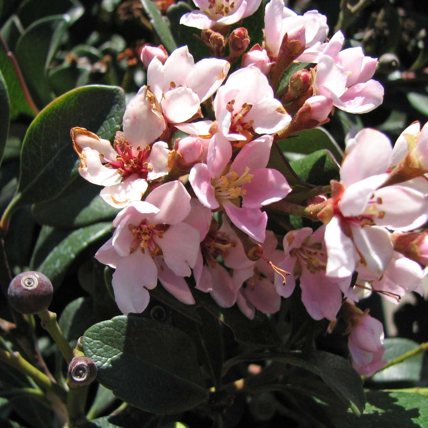 Ballerina Indian Hawthorn Plant 