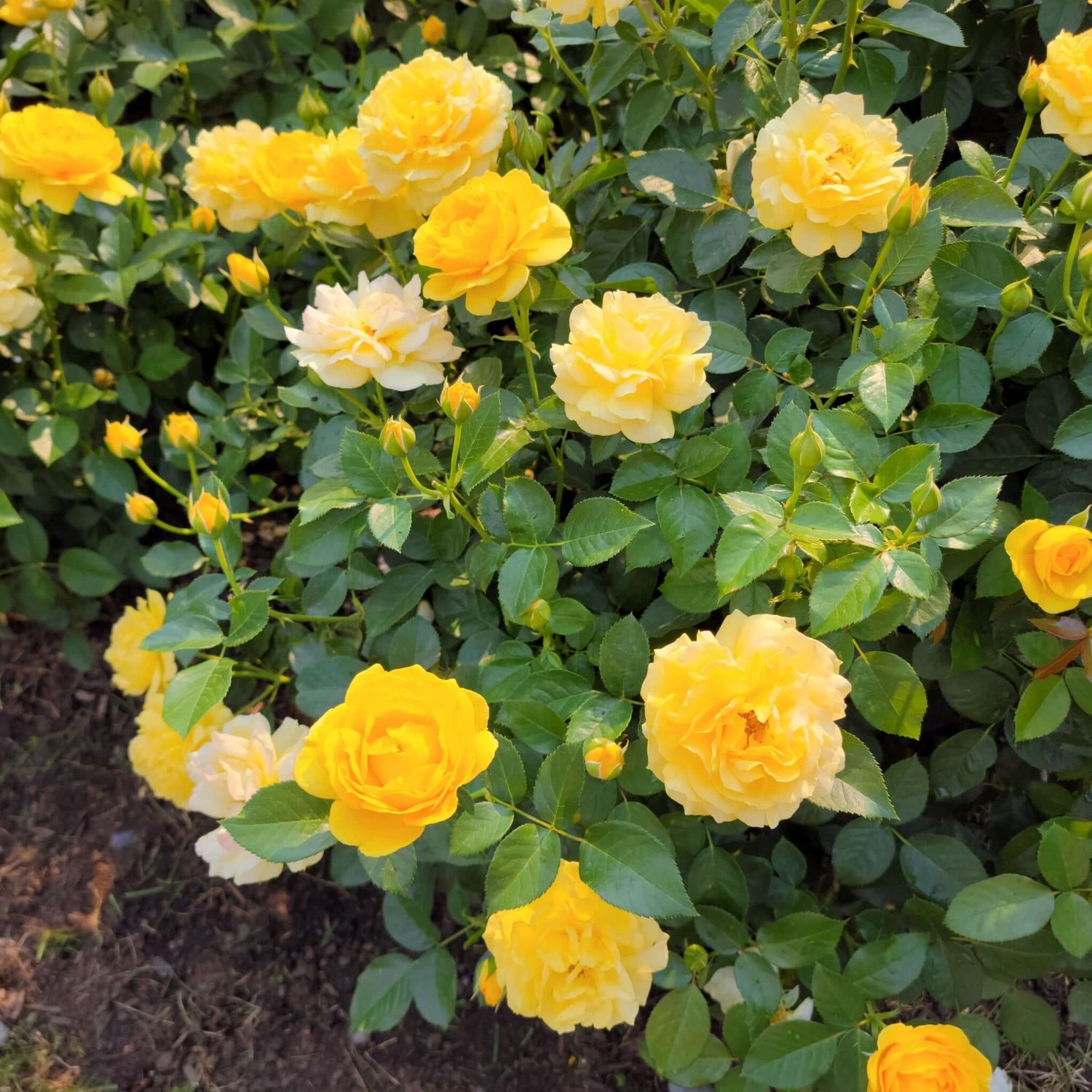 Yellow flowers growing on a Julia Child rose tree