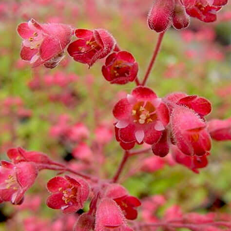 Santa Ana Cardinal Coral Bells