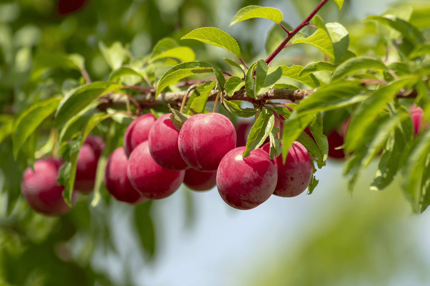 Santa Rosa Plum Tree 