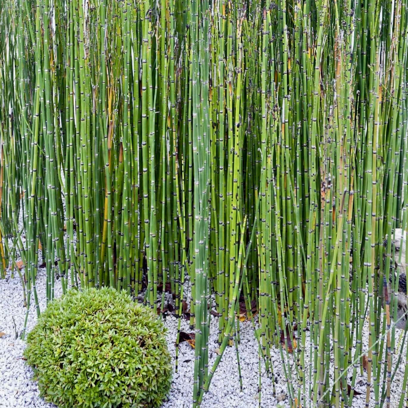 Grasses & Bamboo | www.PlantsExpress.com