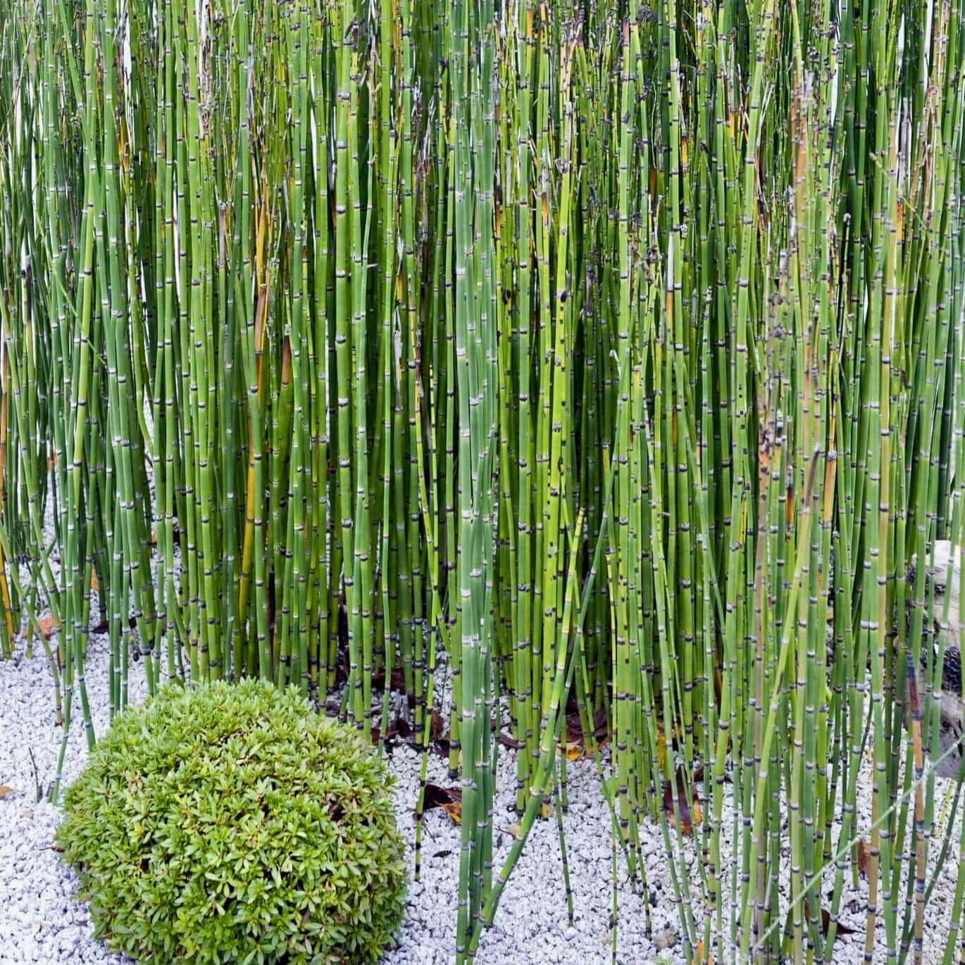 Scouring Rush Horsetail 