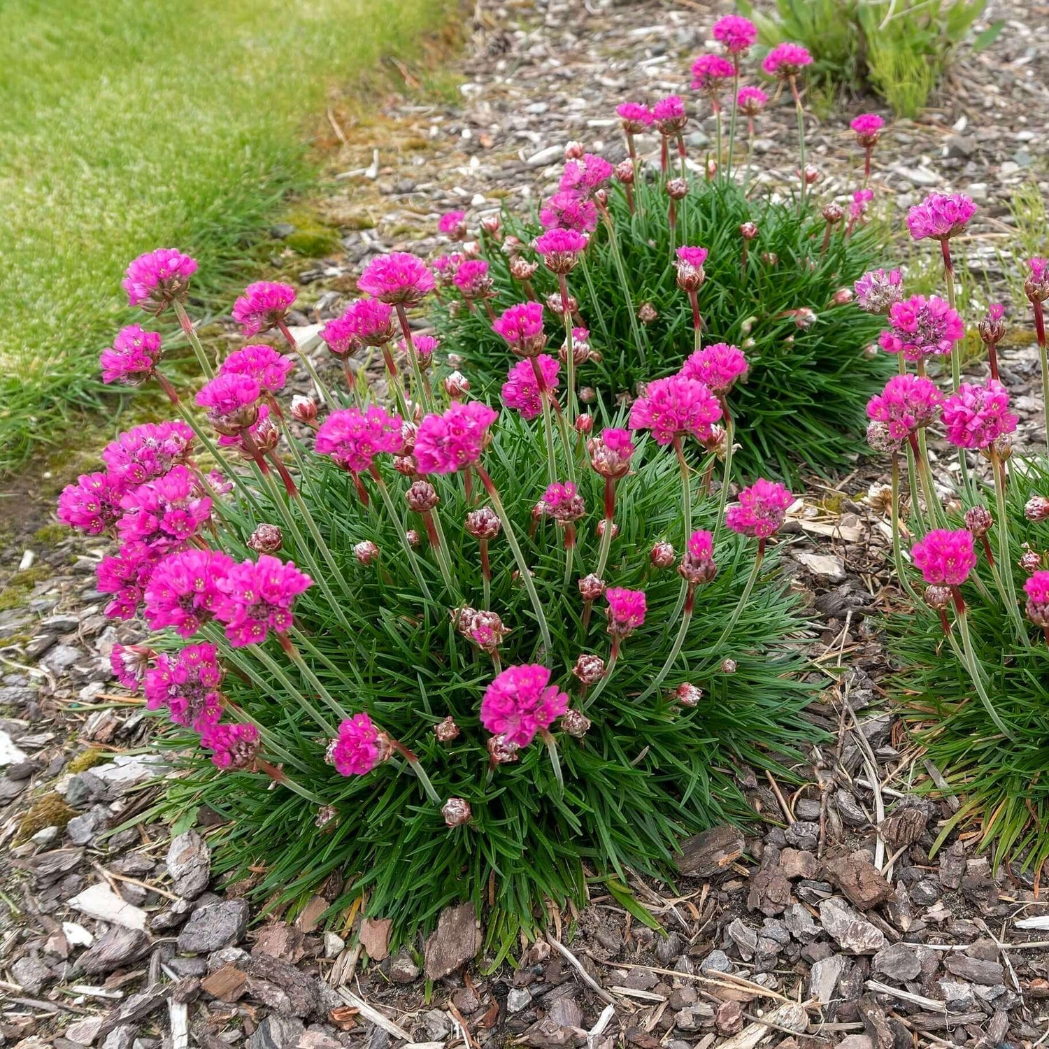 Sea Pink Thrift 