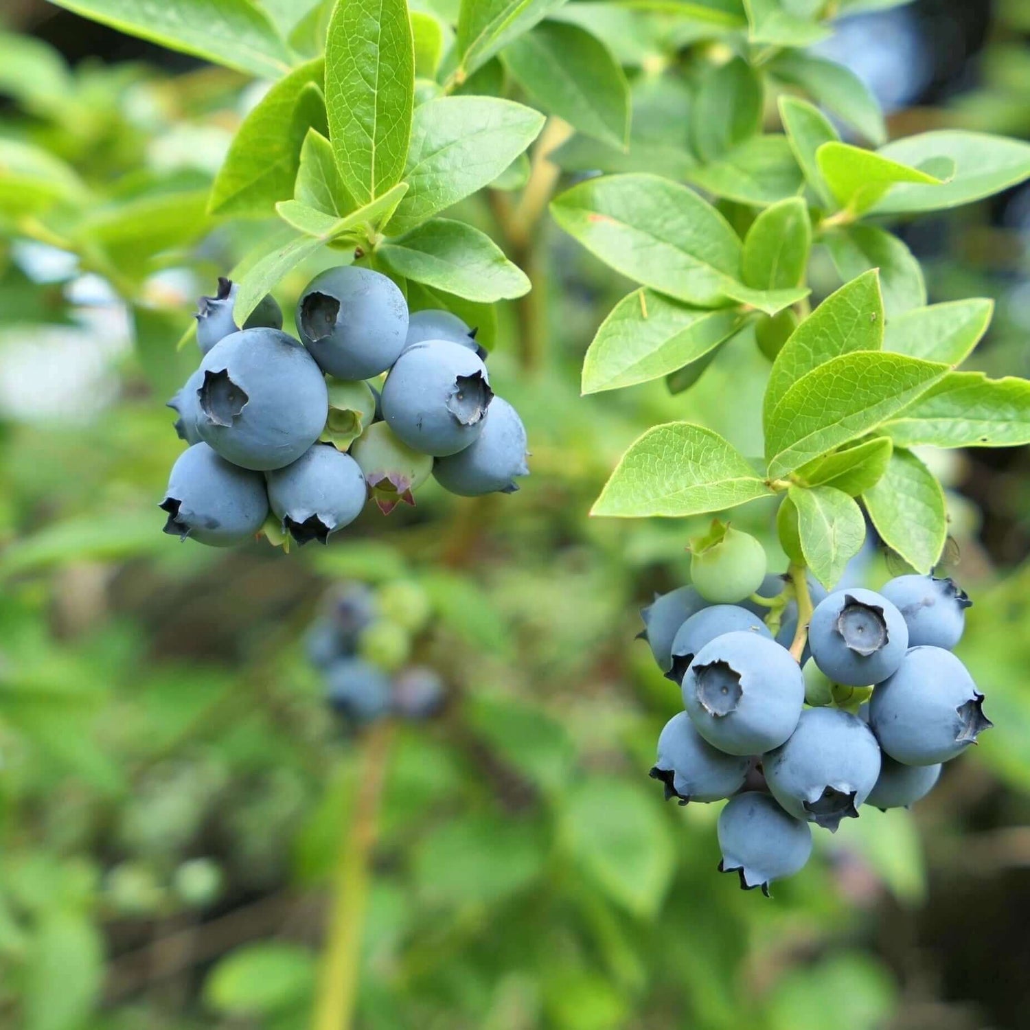 Delicious blueberry bush growing at home 