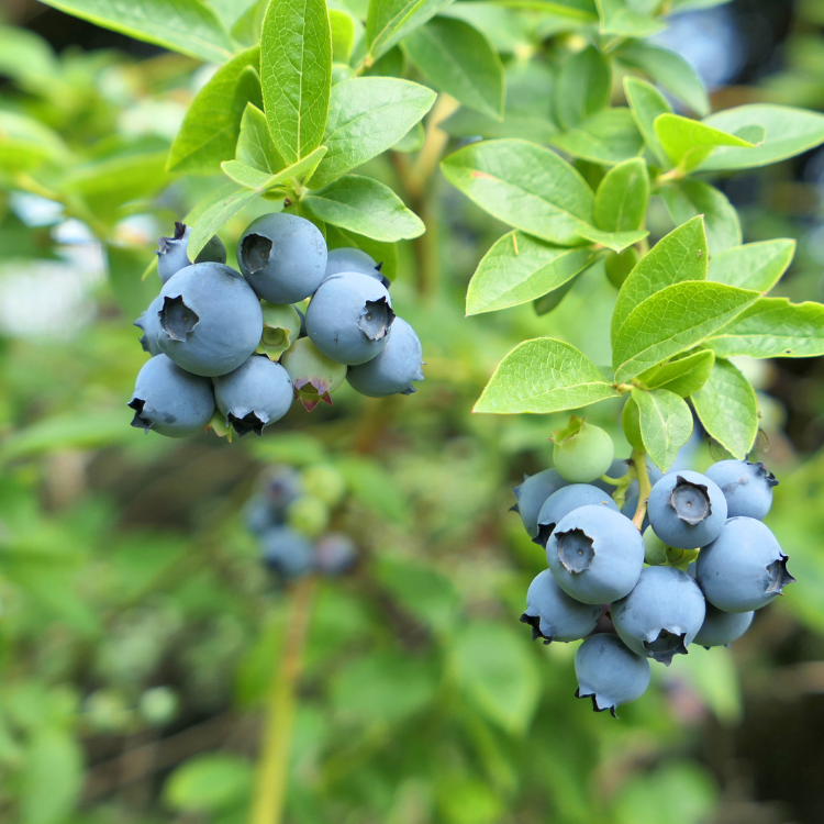 Blueberries growing on a blueberry bush.