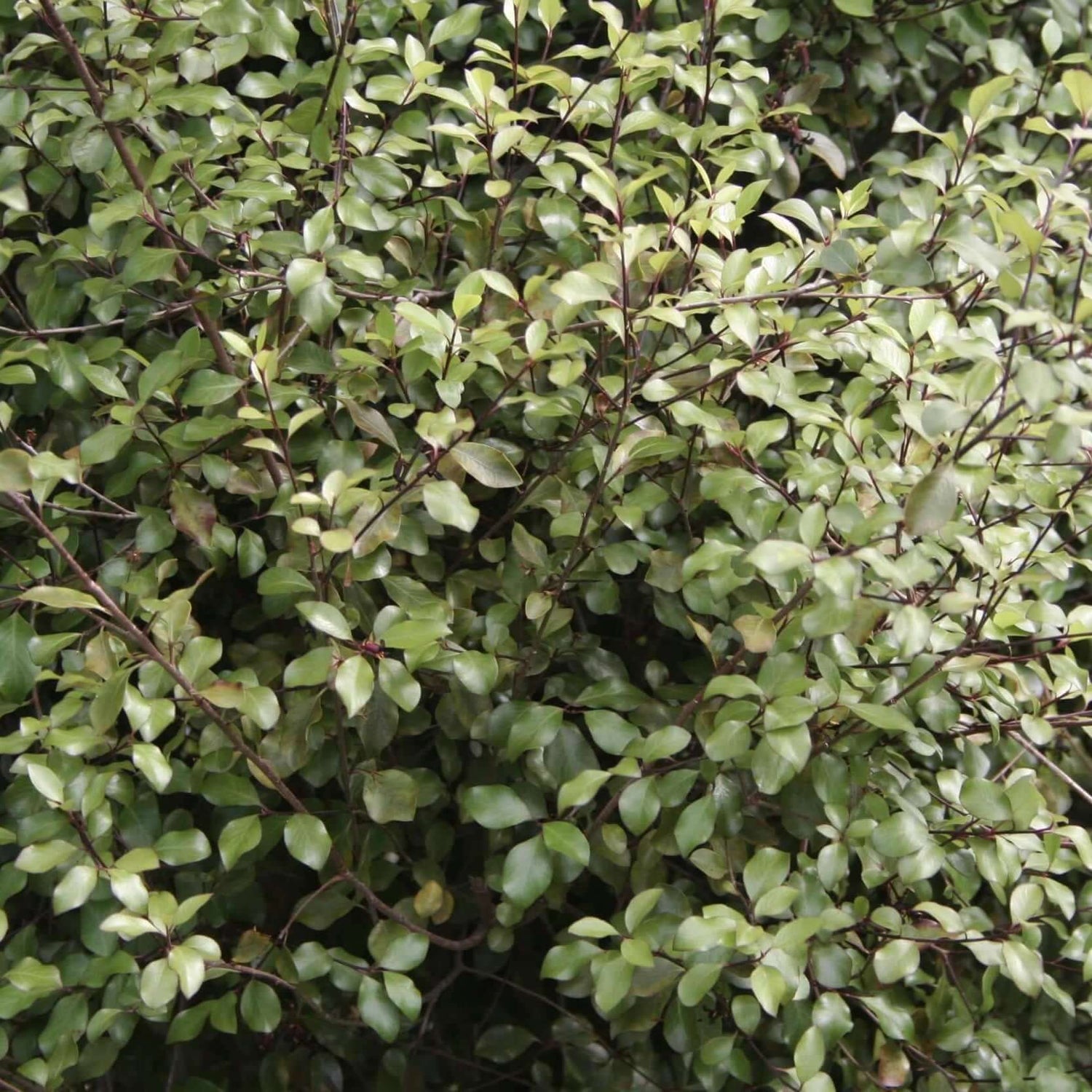 Pittosporum silver sheen being used as a hedge