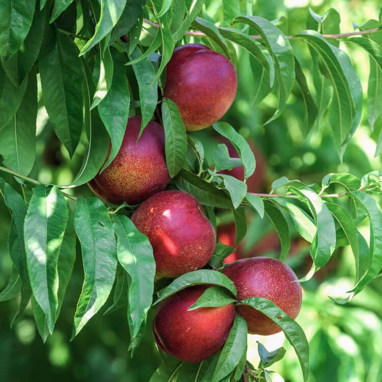 Snow Queen Nectarine Tree 