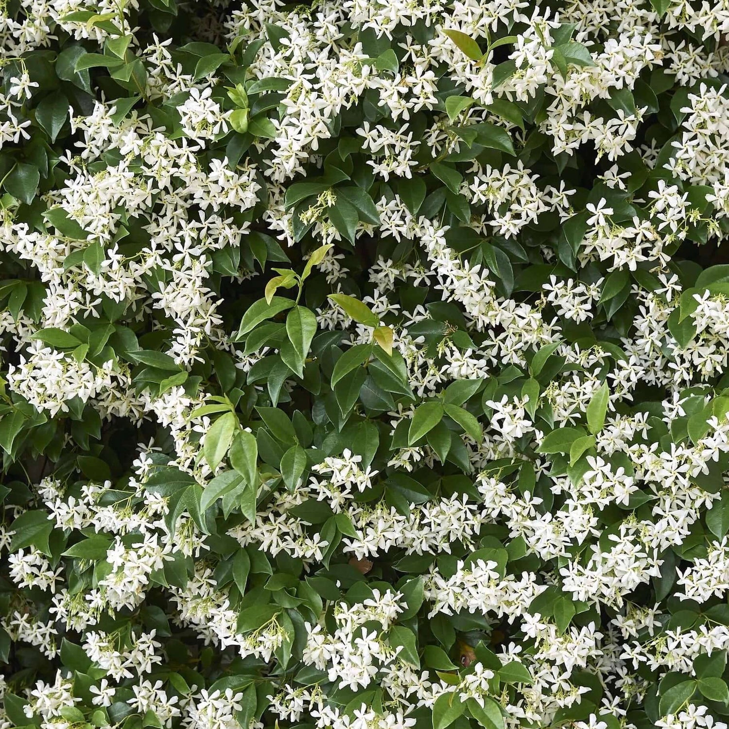 Fragrant Star Jasmine plant 