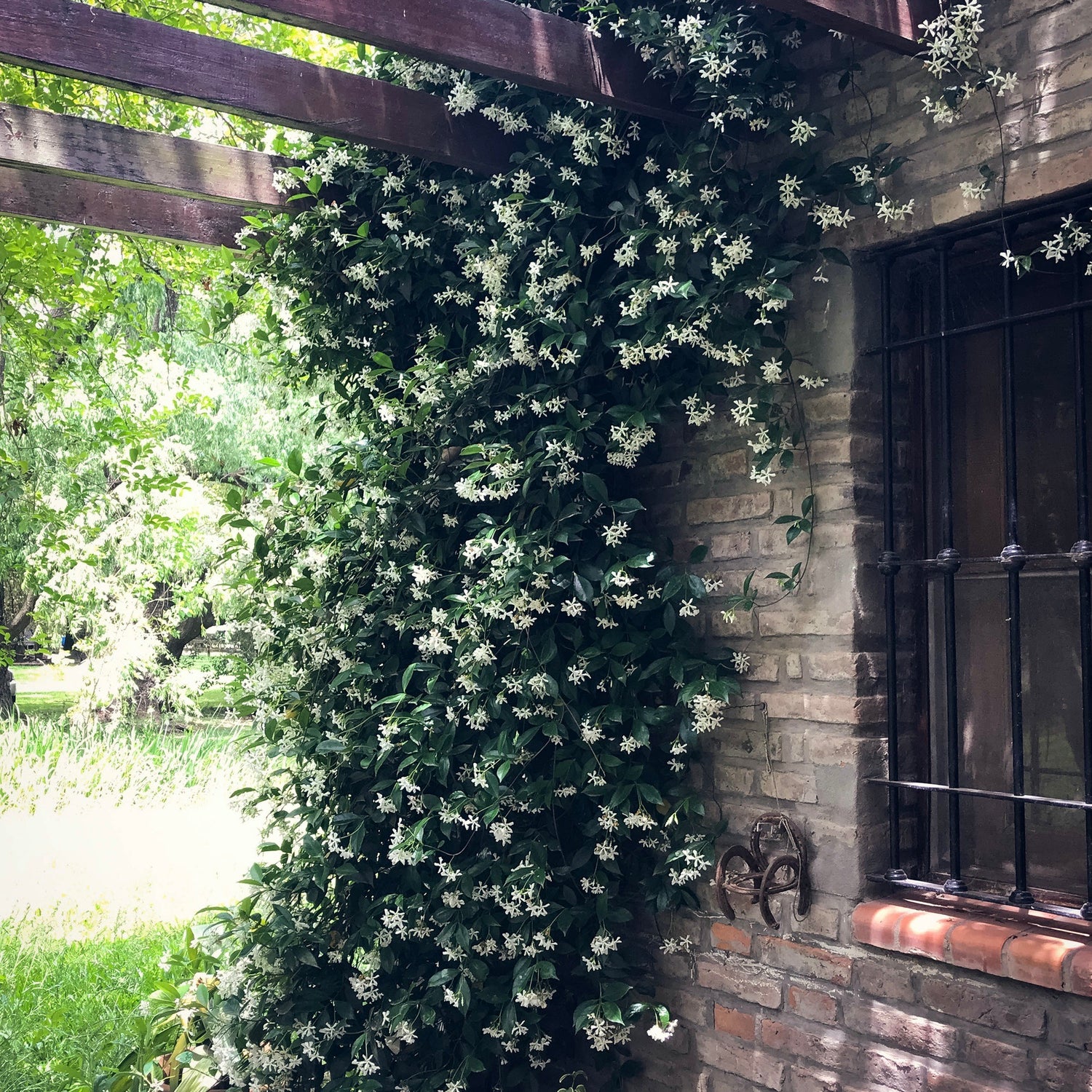 A home with a window adorned by a vine, specifically star jasmine, adding a touch of natural beauty.