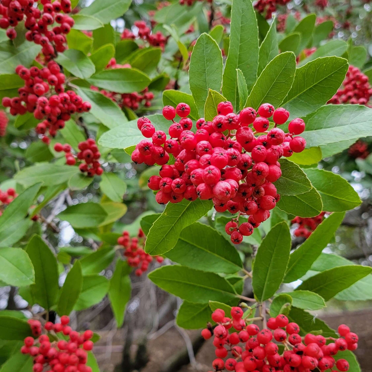 A California Native Toyon plant 