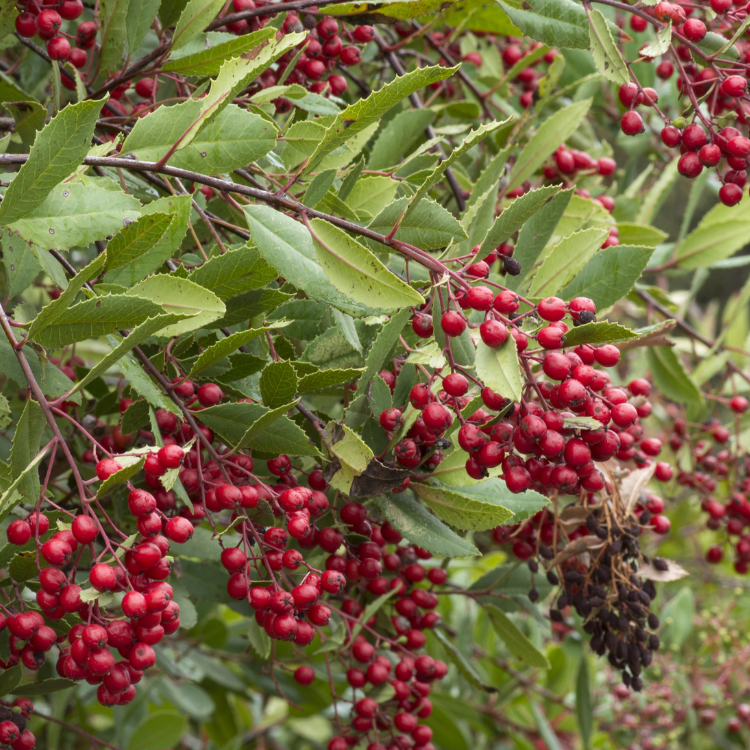 Close-up of red Toyon shrub berries with green leaves in the background.