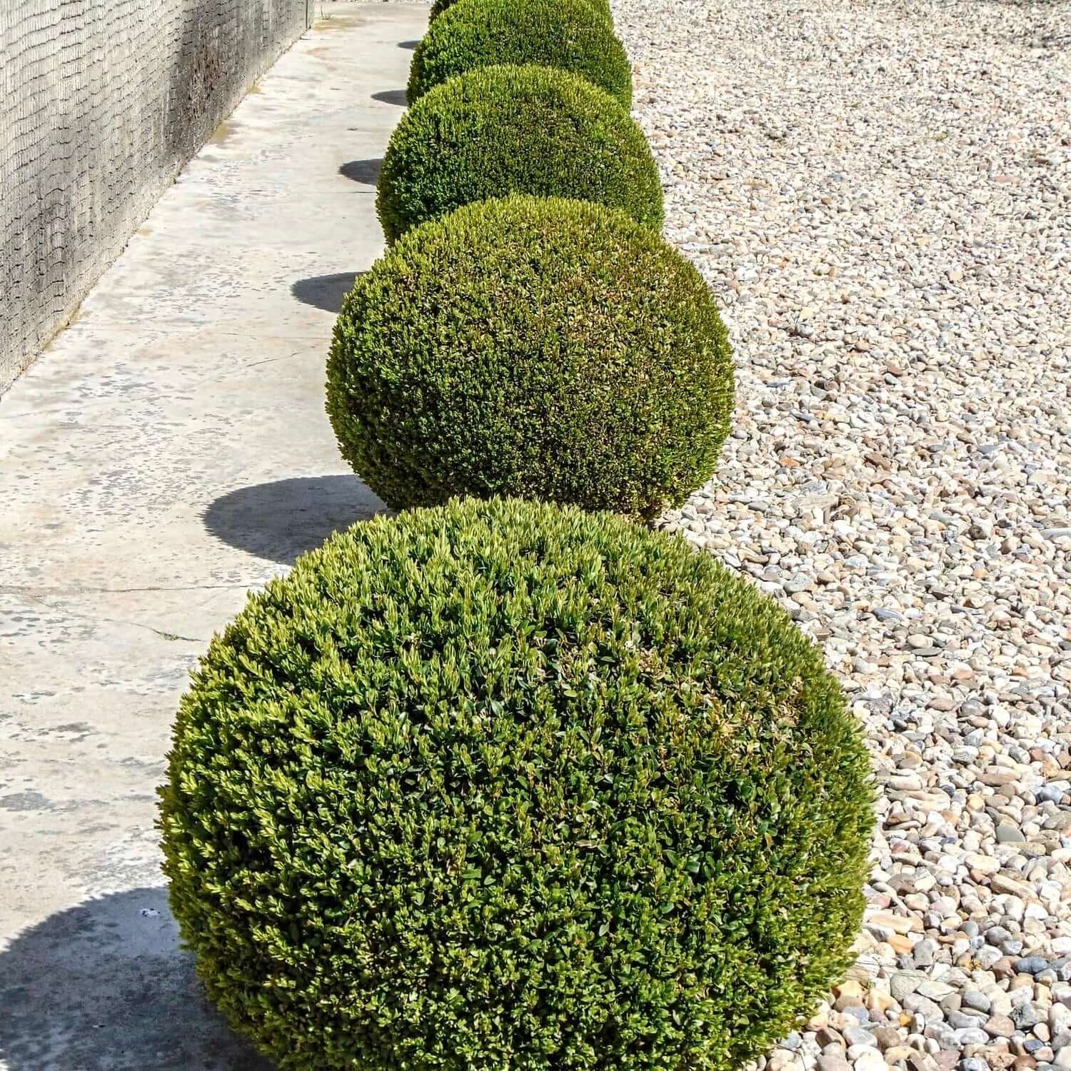 English Boxwood Globes