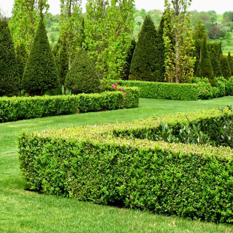 English Boxwood Globes