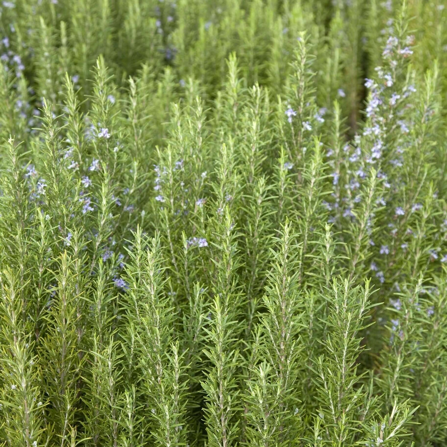 Upright Rosemary growing in backyard 