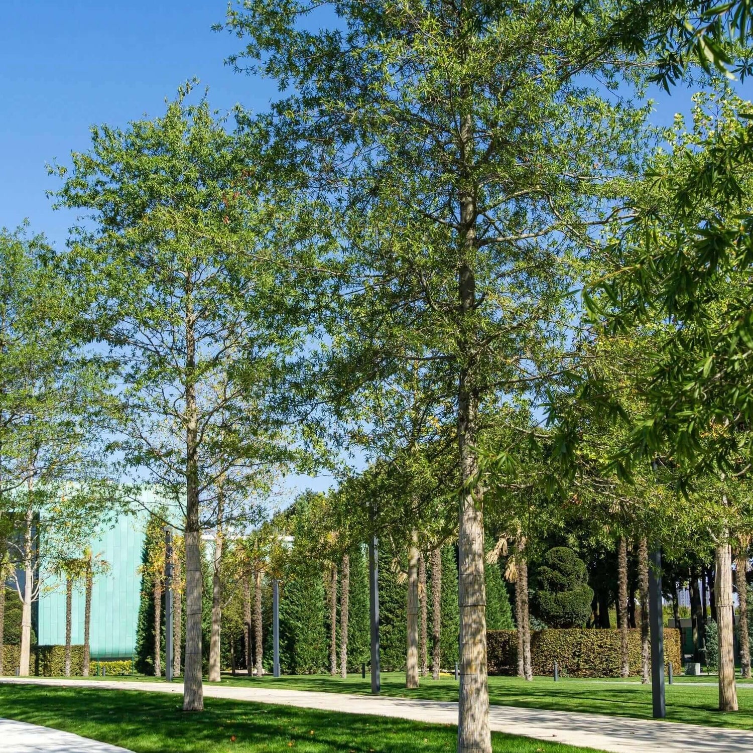 Valley Oak Shade Tree 