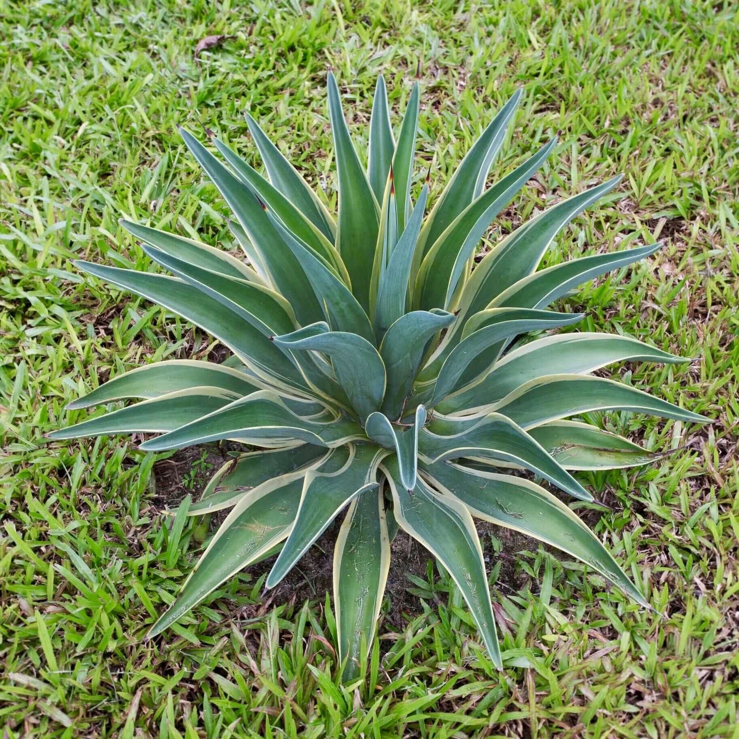 Variegated Dwarf Smooth Agave 