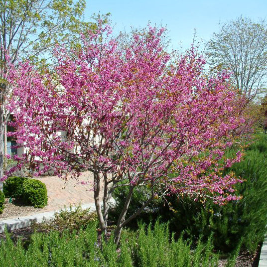 A Western Redbud Tree in a garden, featuring a pink trunk and branches adorned with purple flowers.