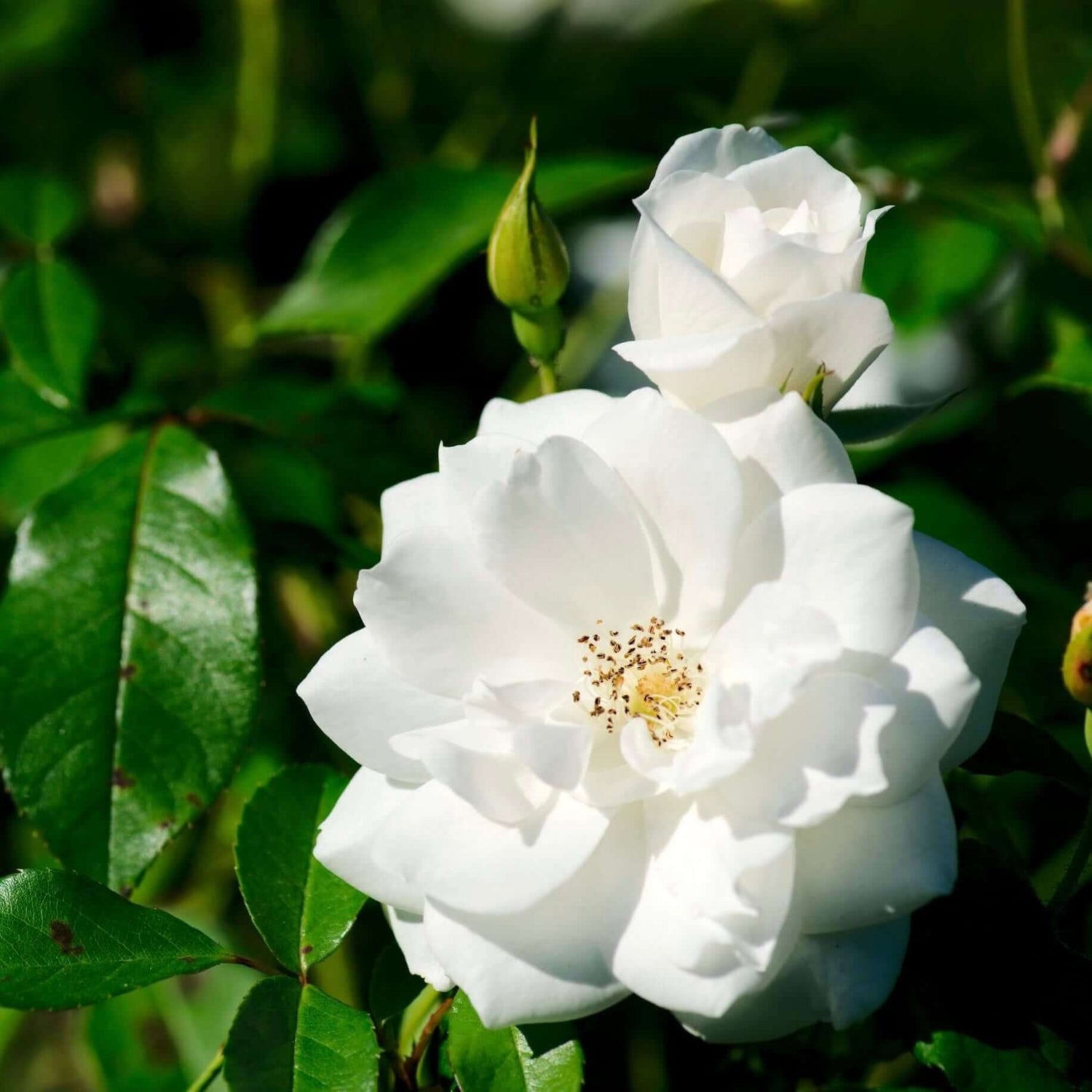 Stunning white iceberg rose plant