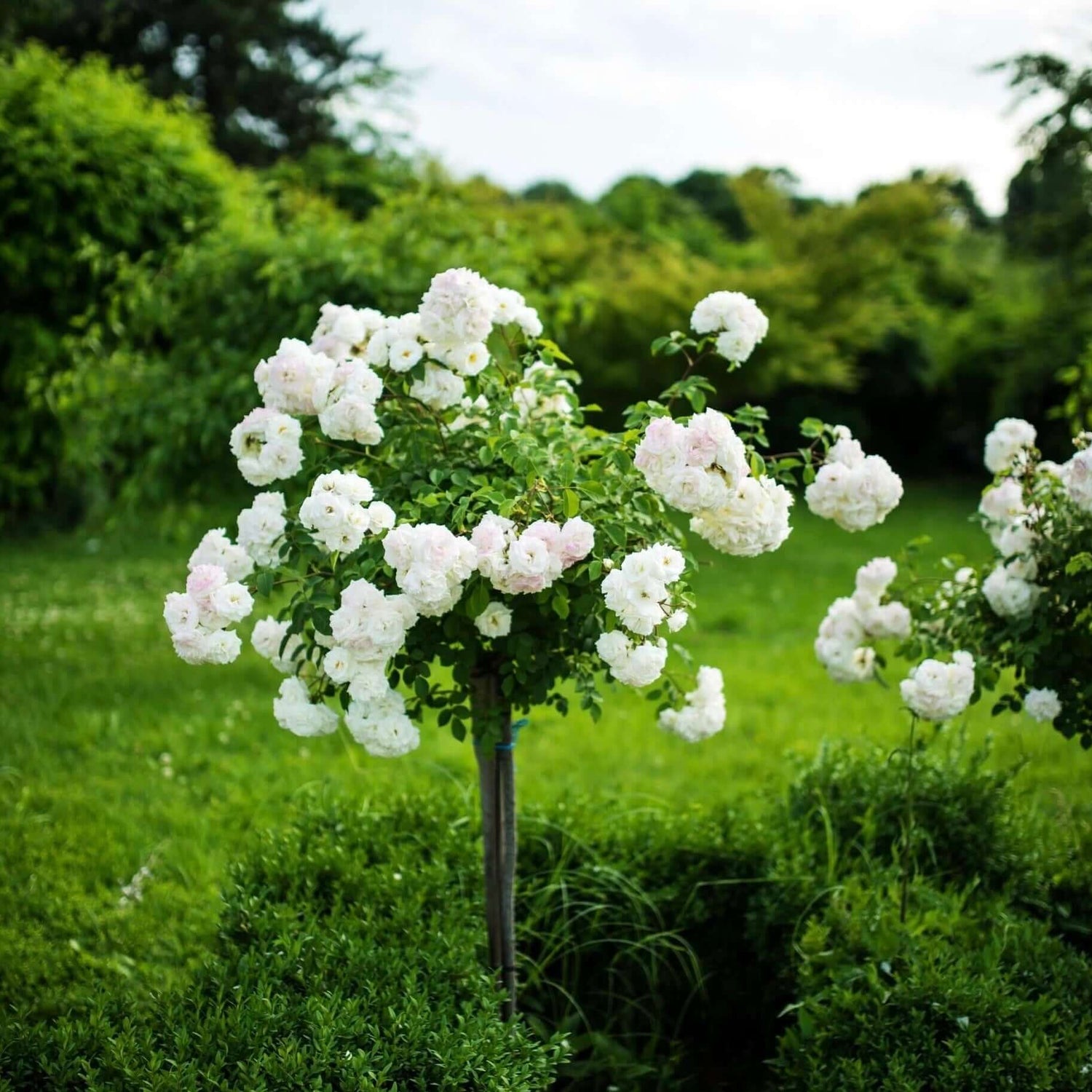 White Iceberg Tree Rose 