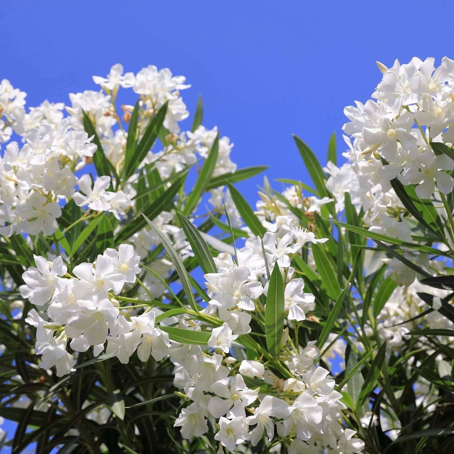 White Oleander Bush 