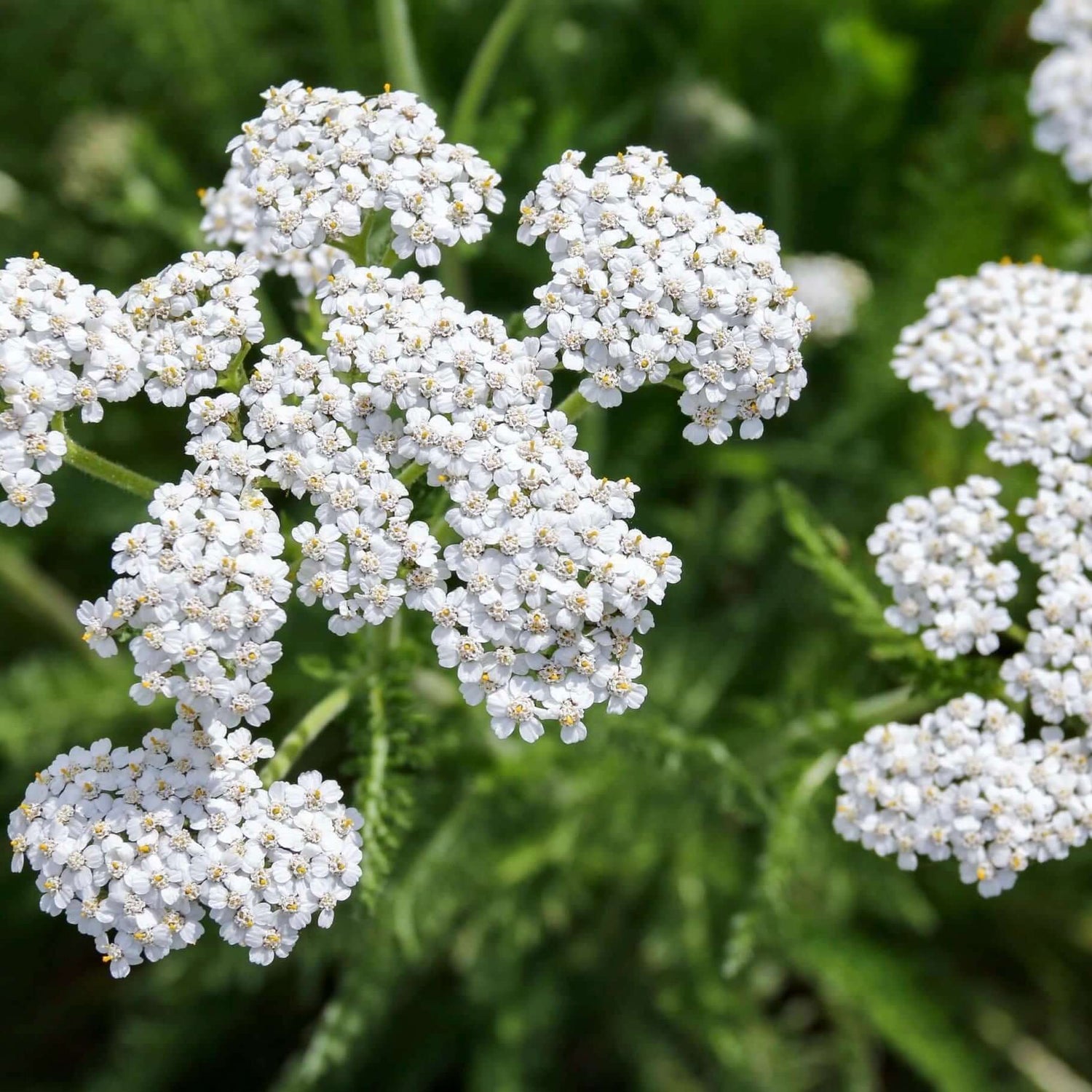 White Yarrow 