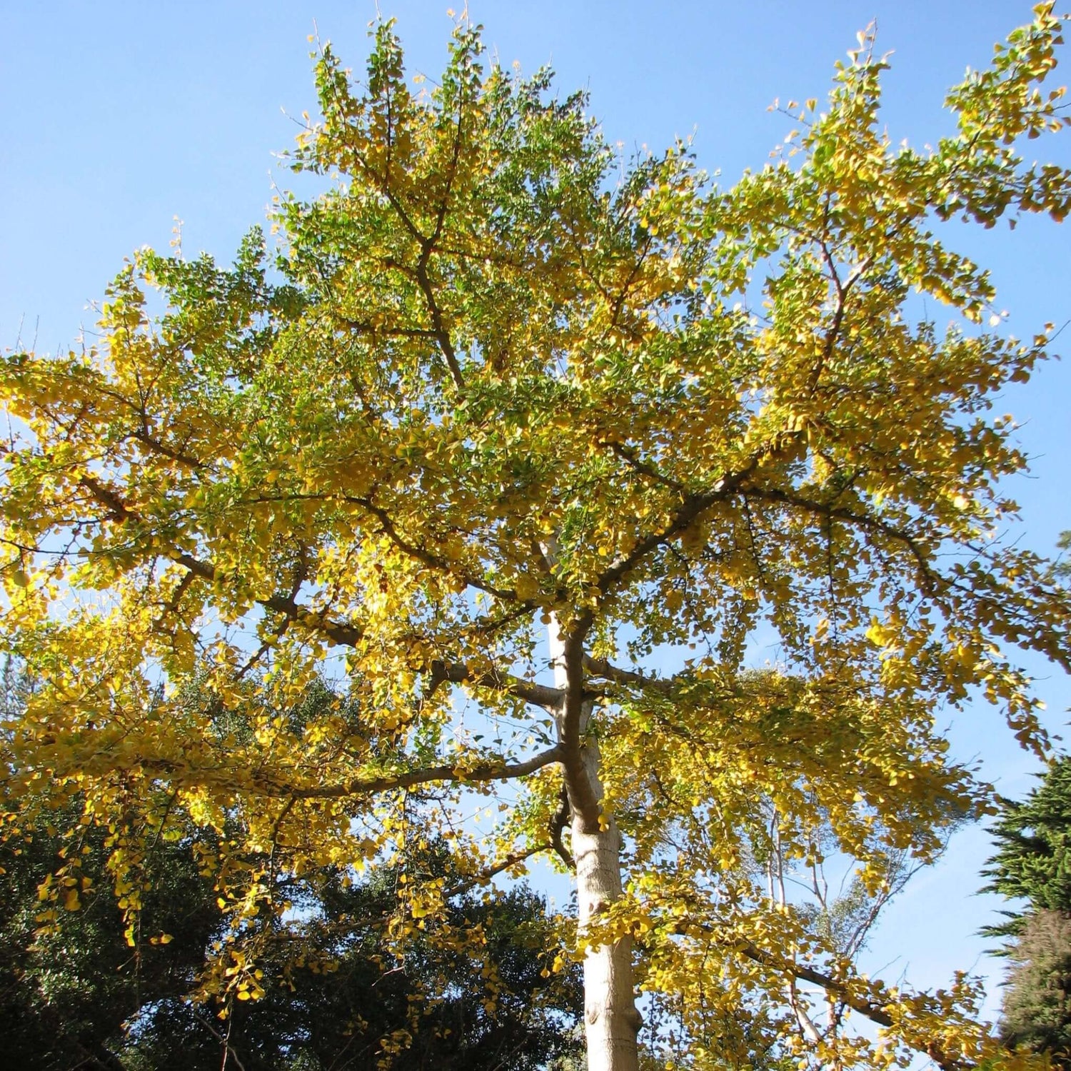 Autumn Gold Ginkgo Tree 