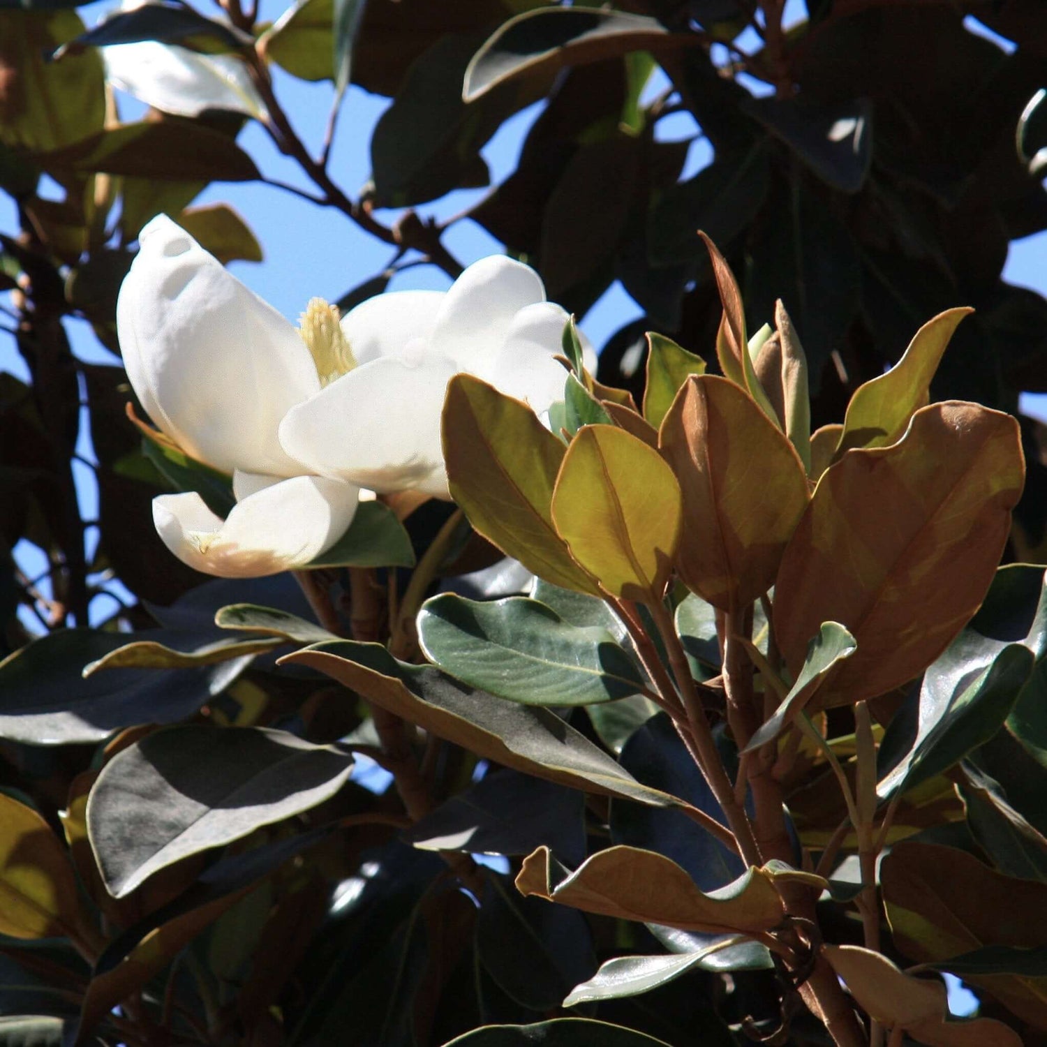 Little Gem Southern Magnolia Tree 