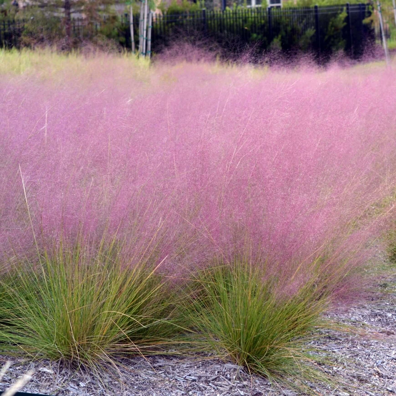 Ornamental grass with pinkish-purple plumes, known as muhly grass, swaying gracefully in the wind.
