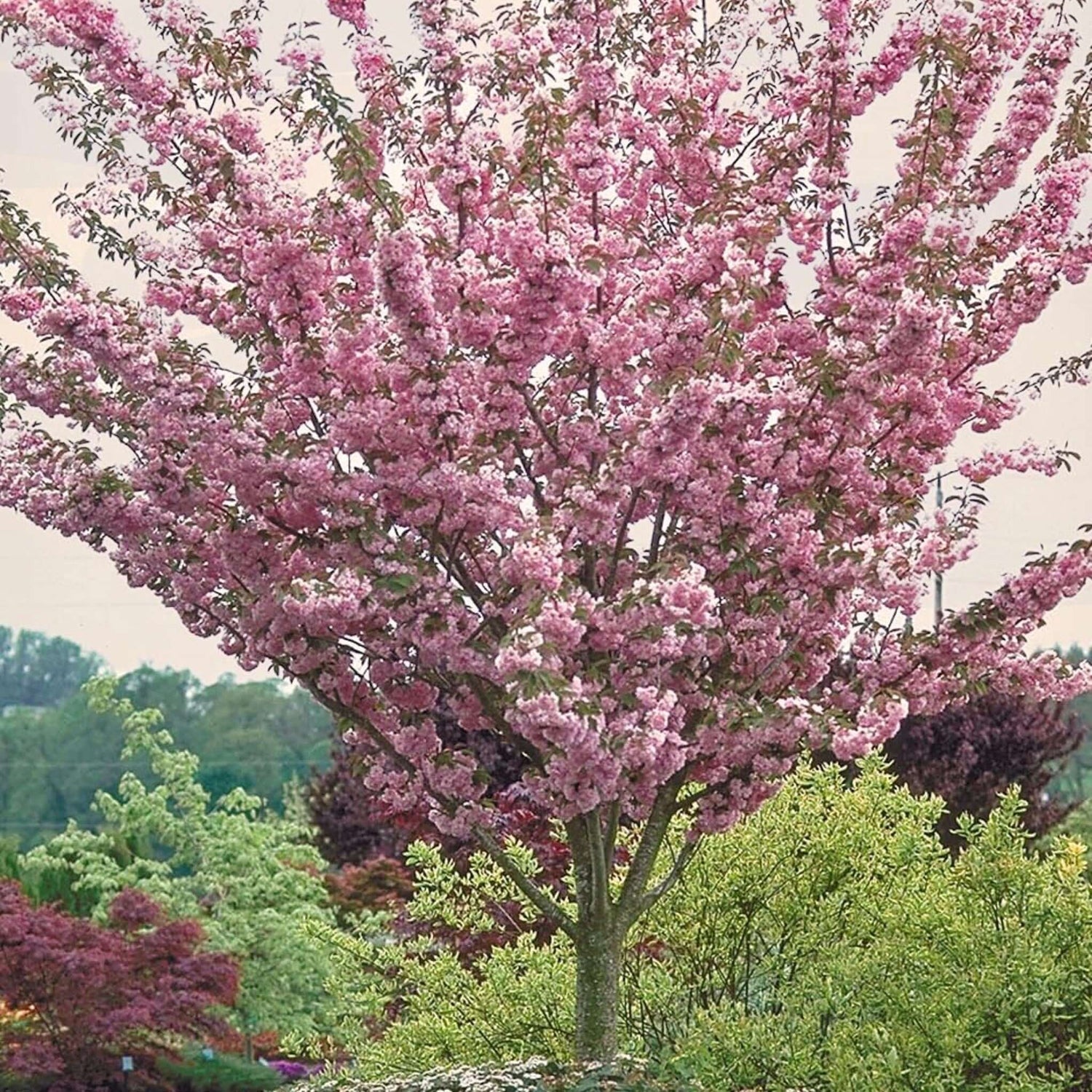 Kwanzan Cherry Tree 