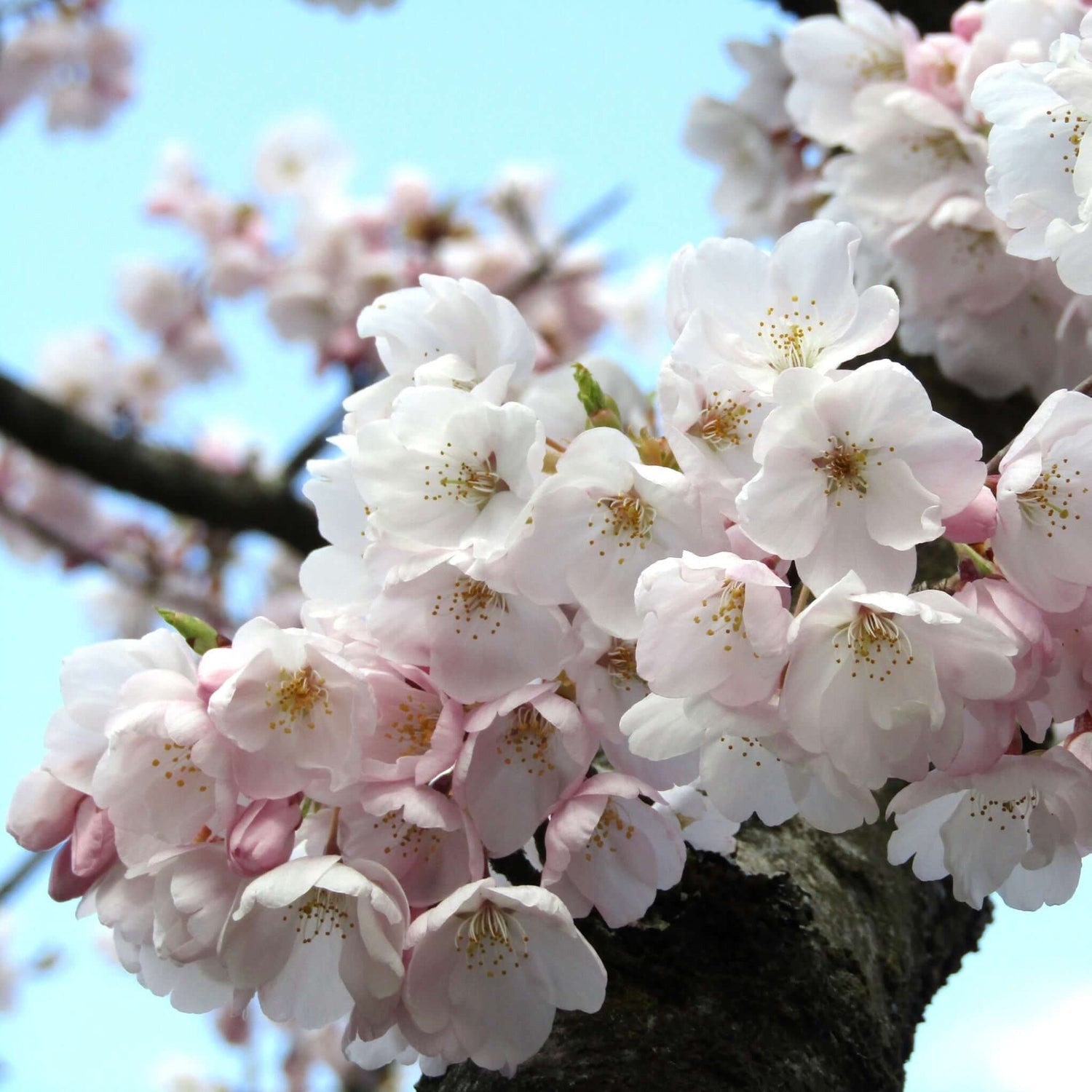 Lovely cherry tree blooming 