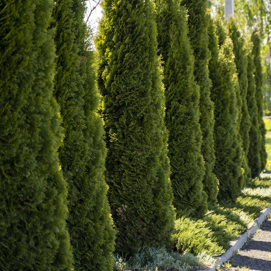 Thuja trees 