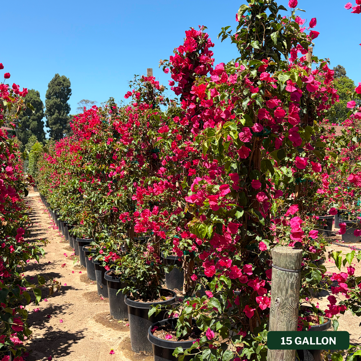Barbara Karst Bougainvillea
