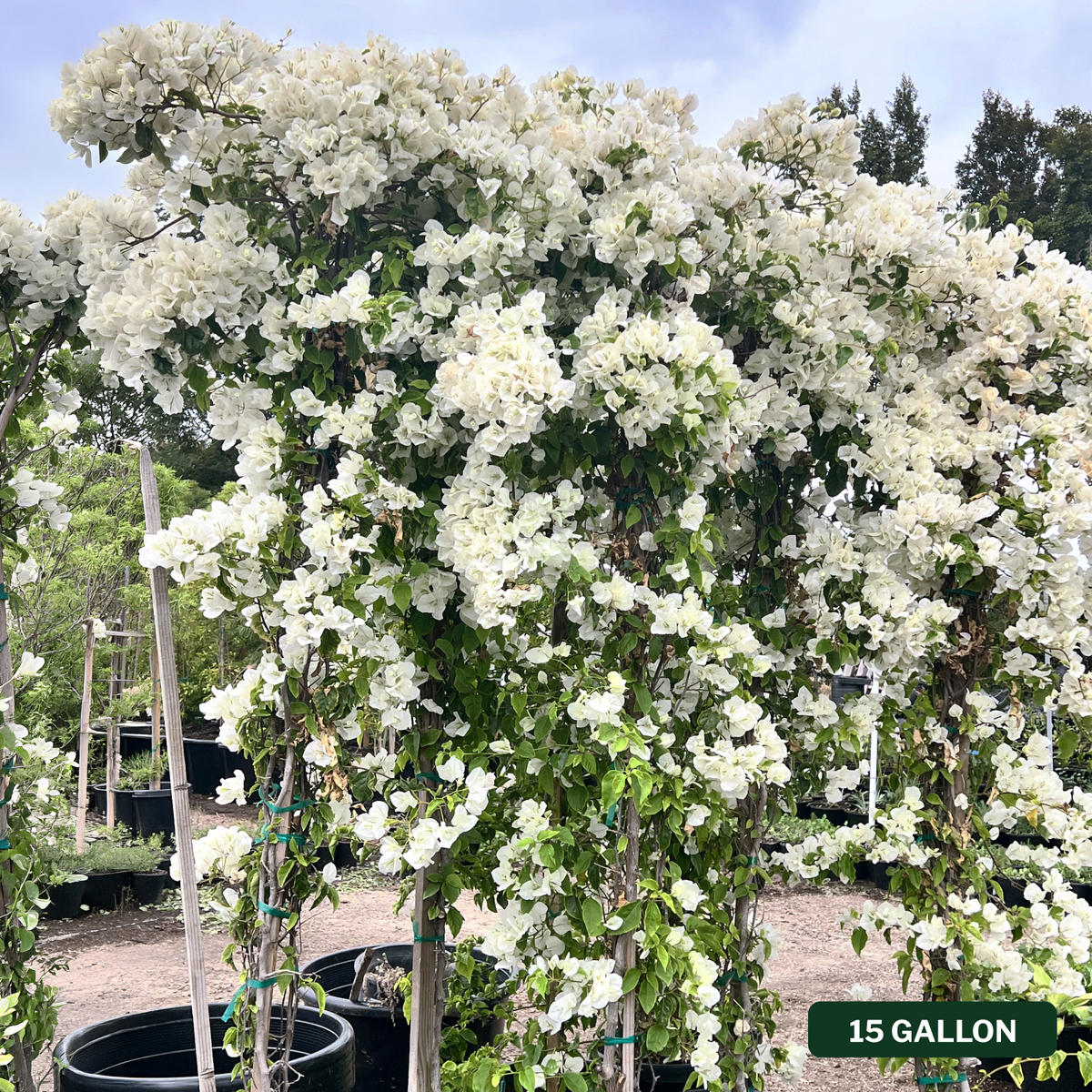 Mary Palmer's Enchantment Bougainvillea