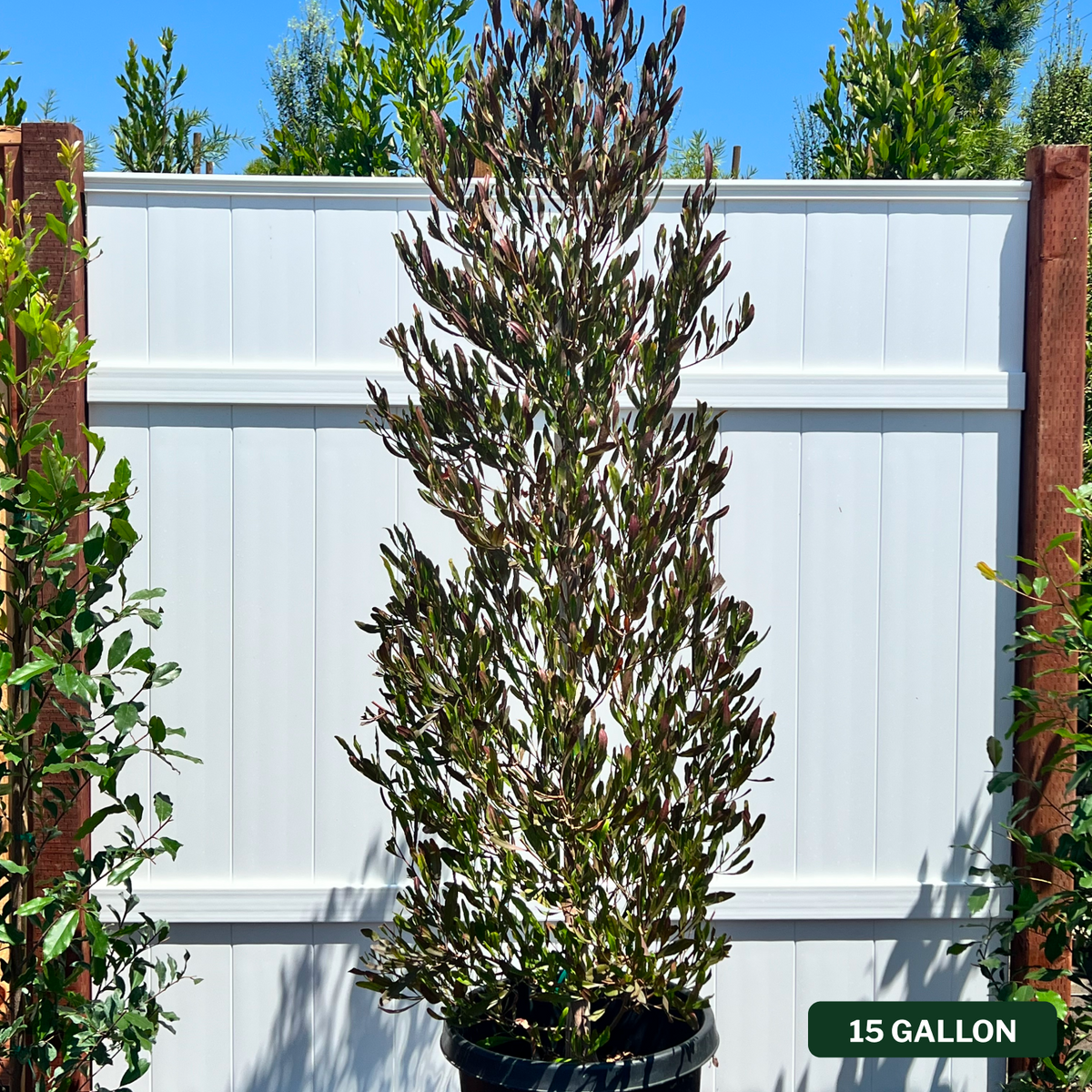 Purple Hopseed Bush